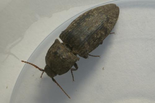 Réf. 254 063 : Agrypnus murinus